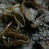 Collema auriforme